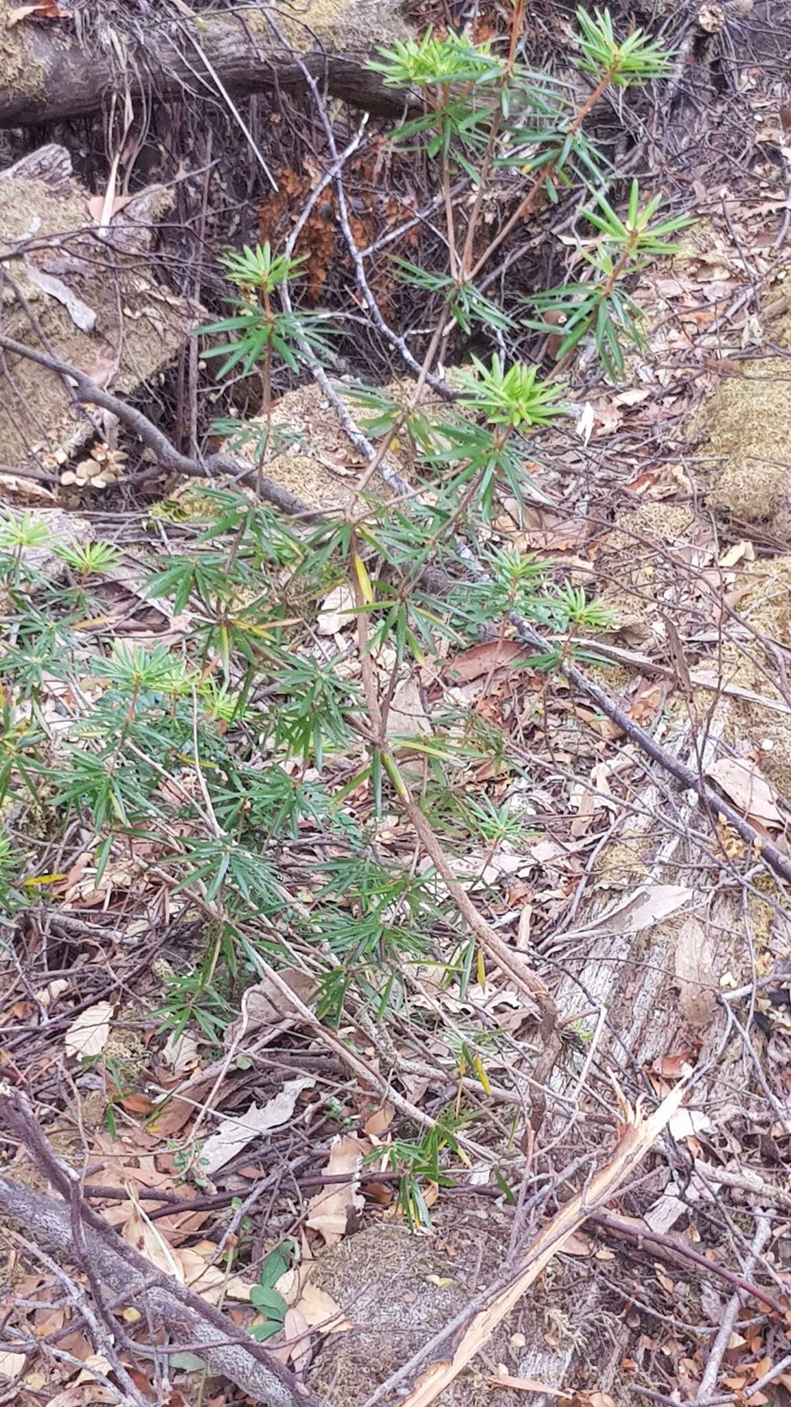 Слика од Cyathodes glauca Labill.