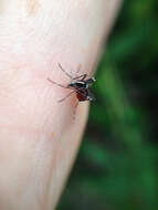 Image of Asian Tiger Mosquito