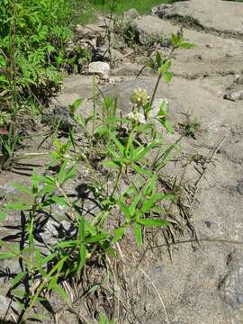 Image of bouquet false buttonweed