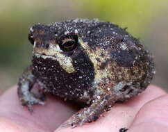 Image of Breviceps ombelanonga Nielsen, Conradie, Ceríaco, Bauer, Heinicke, Stanley & Blackburn 2020