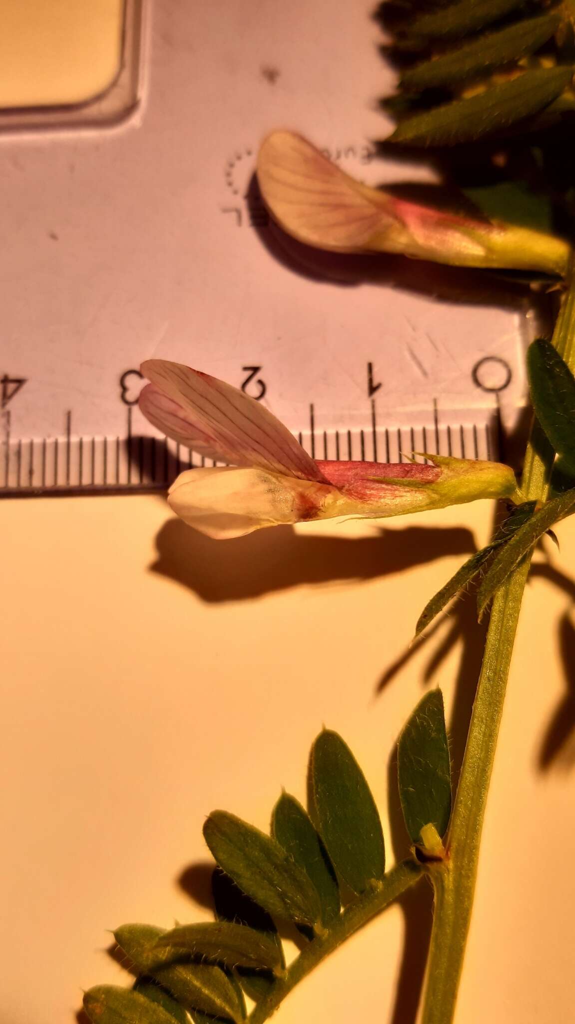 Image of Vicia lutea subsp. lutea