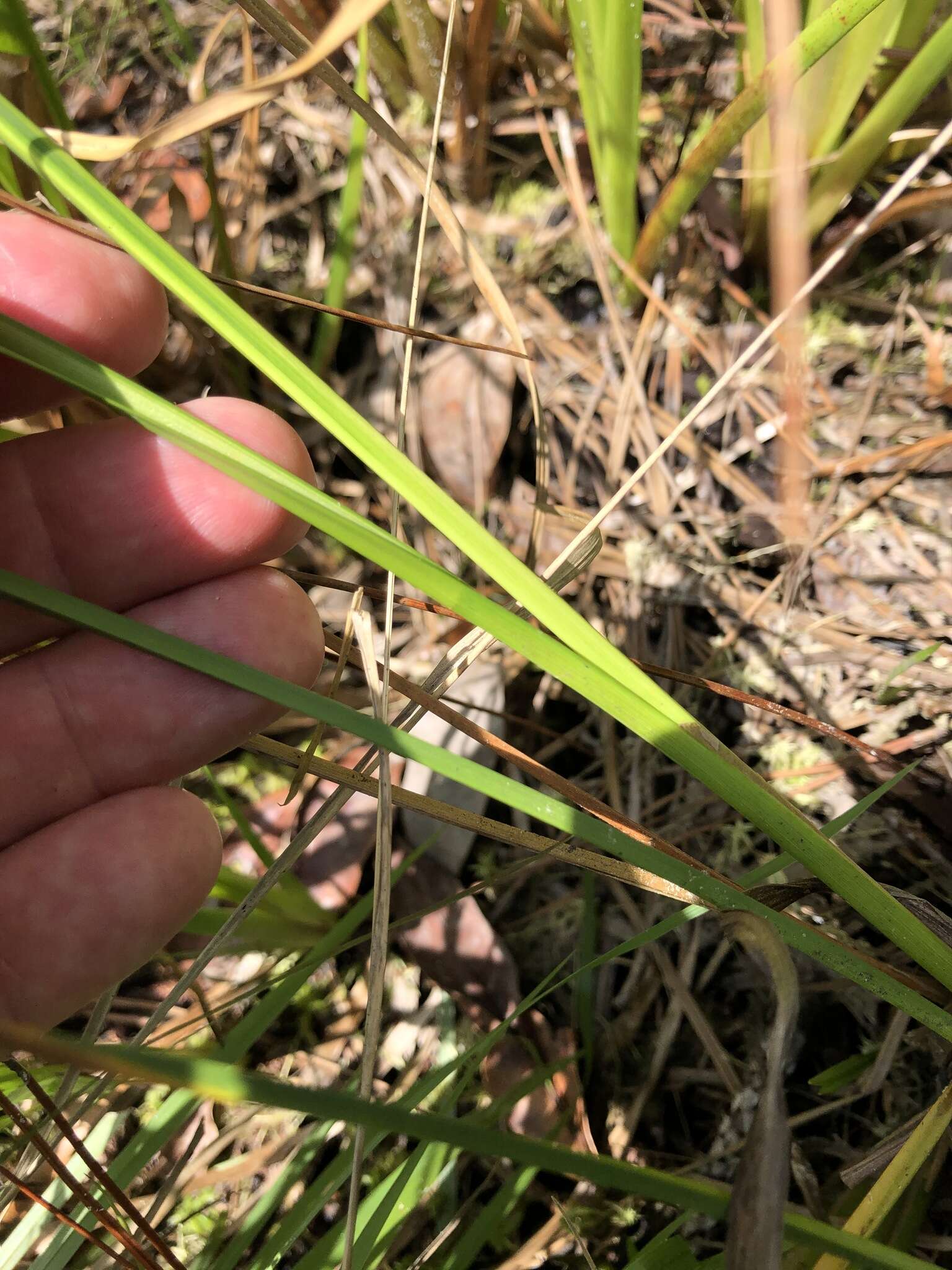 Image of Bunched Beak Sedge