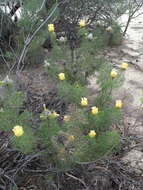 Image of Petrophile drummondii Meissn.