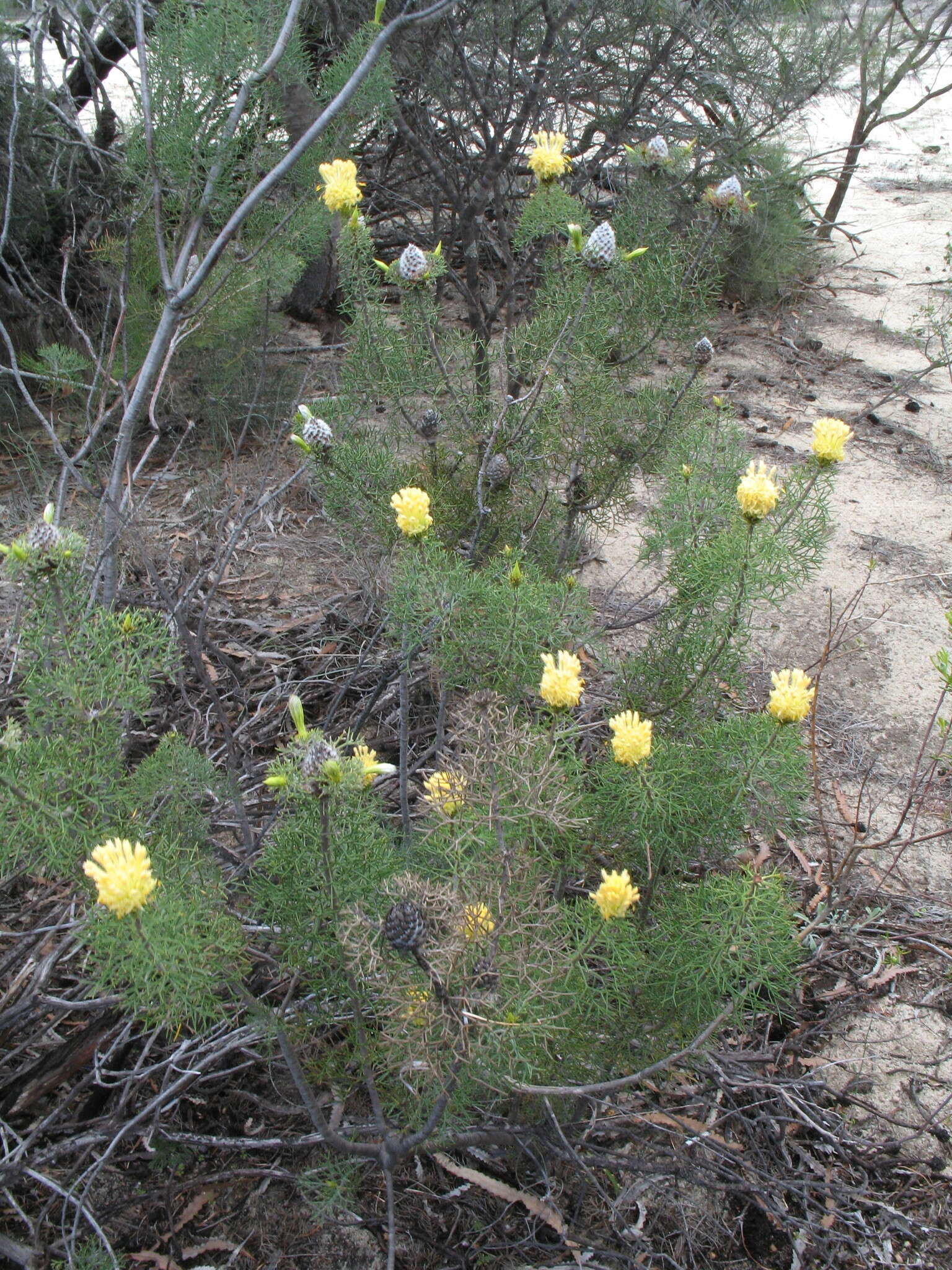 Image of Petrophile drummondii Meissn.