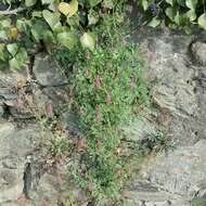 Image of drug fumitory