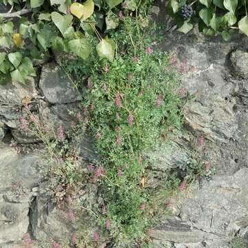 Plancia ëd Fumaria officinalis subsp. officinalis