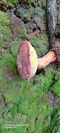 Image of Boletus neoregius Halling & G. M. Muell. 1999