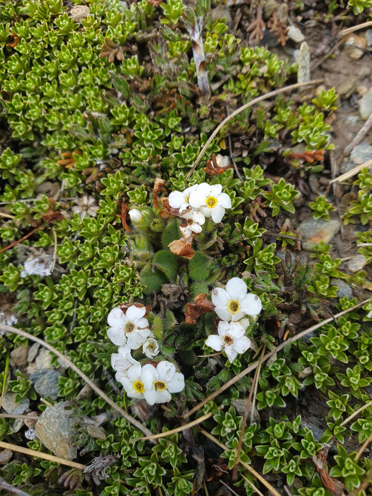 Image of Myosotis lyallii subsp. elderi (L. B. Moore) Meudt & Prebble