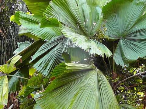 Image of Grosse Licuala Palm