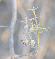 Слика од Rotheca nudiflora (Moldenke) Callm. & Phillipson