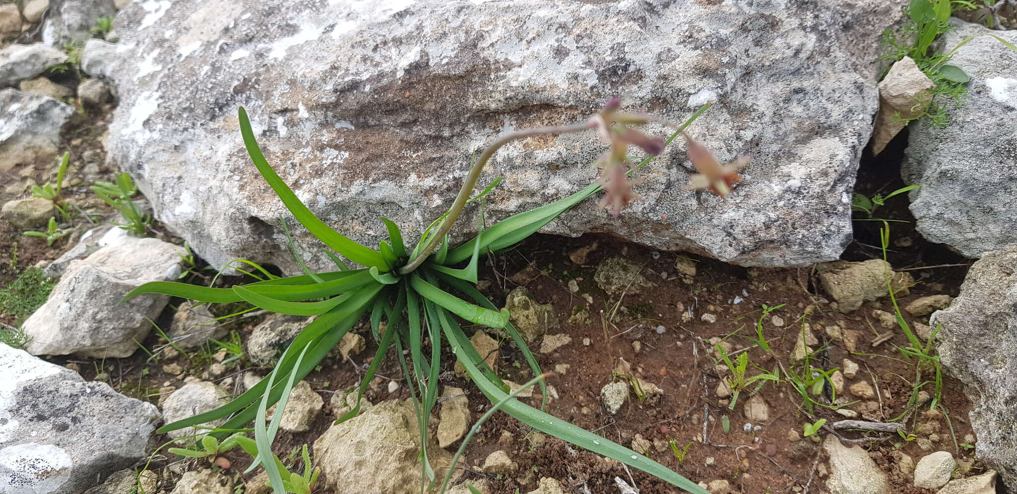 Tulbaghia capensis L. resmi