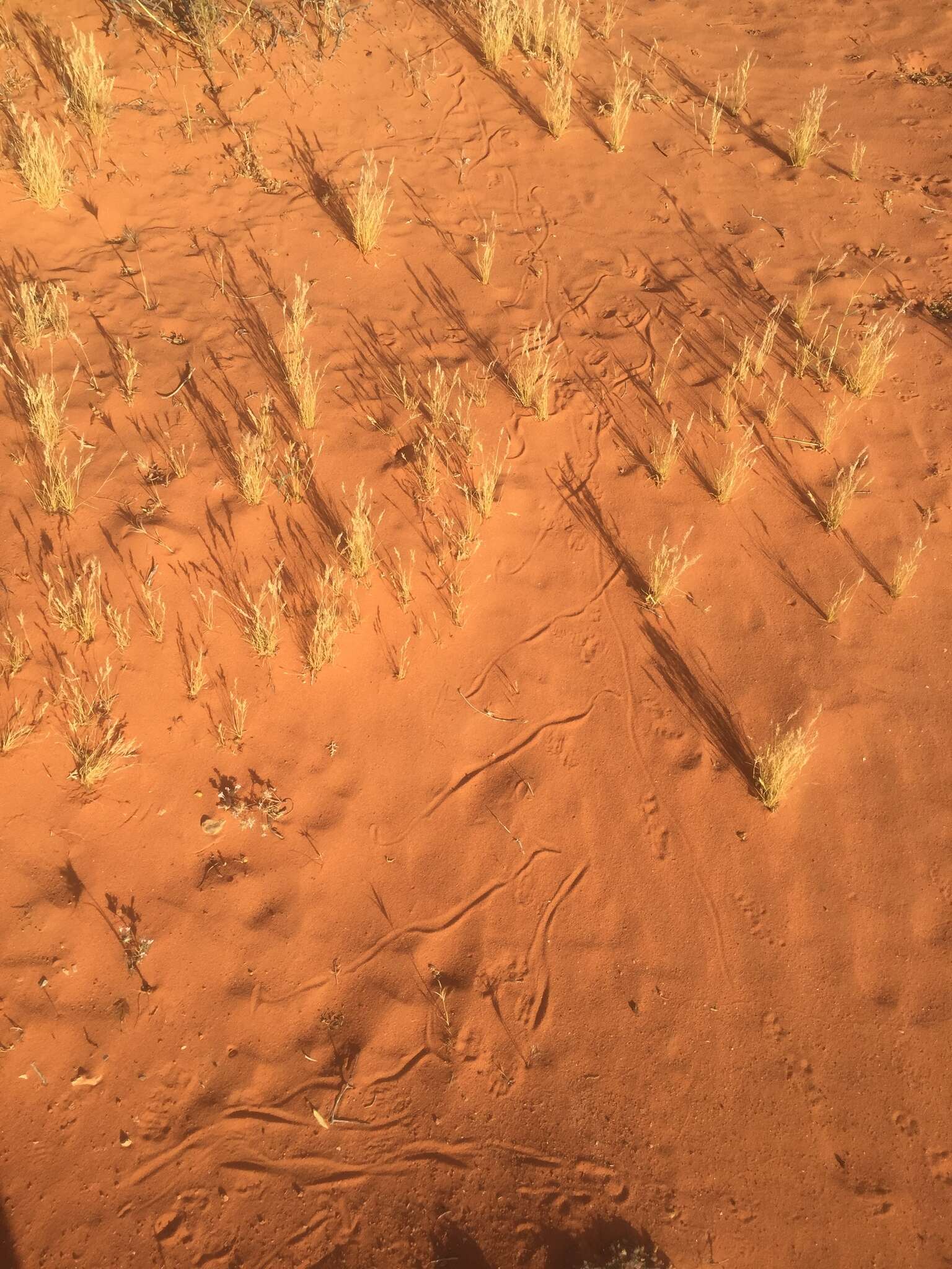 Image of Sidewinder Rattlesnake