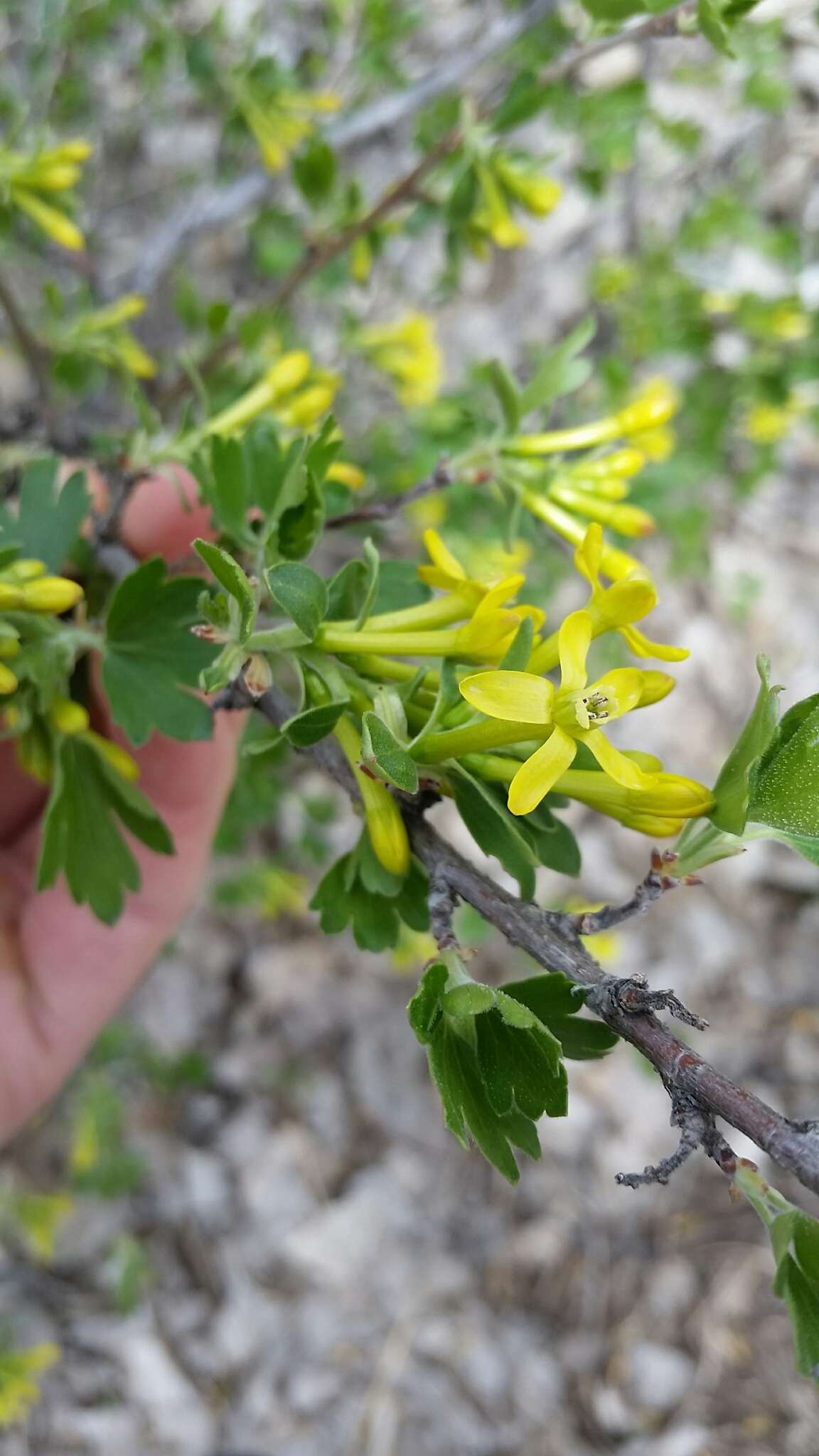 Sivun Ribes aureum var. villosum DC. kuva