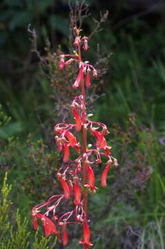 Image of Cape-fuchsia