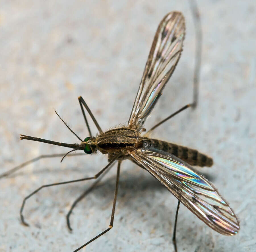 Image of Anopheles maculipennis Meigen 1818