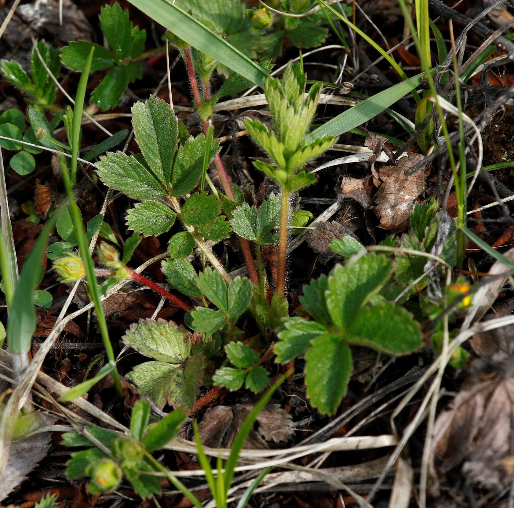 Imagem de Potentilla stolonifera Lehm. ex Ledeb.