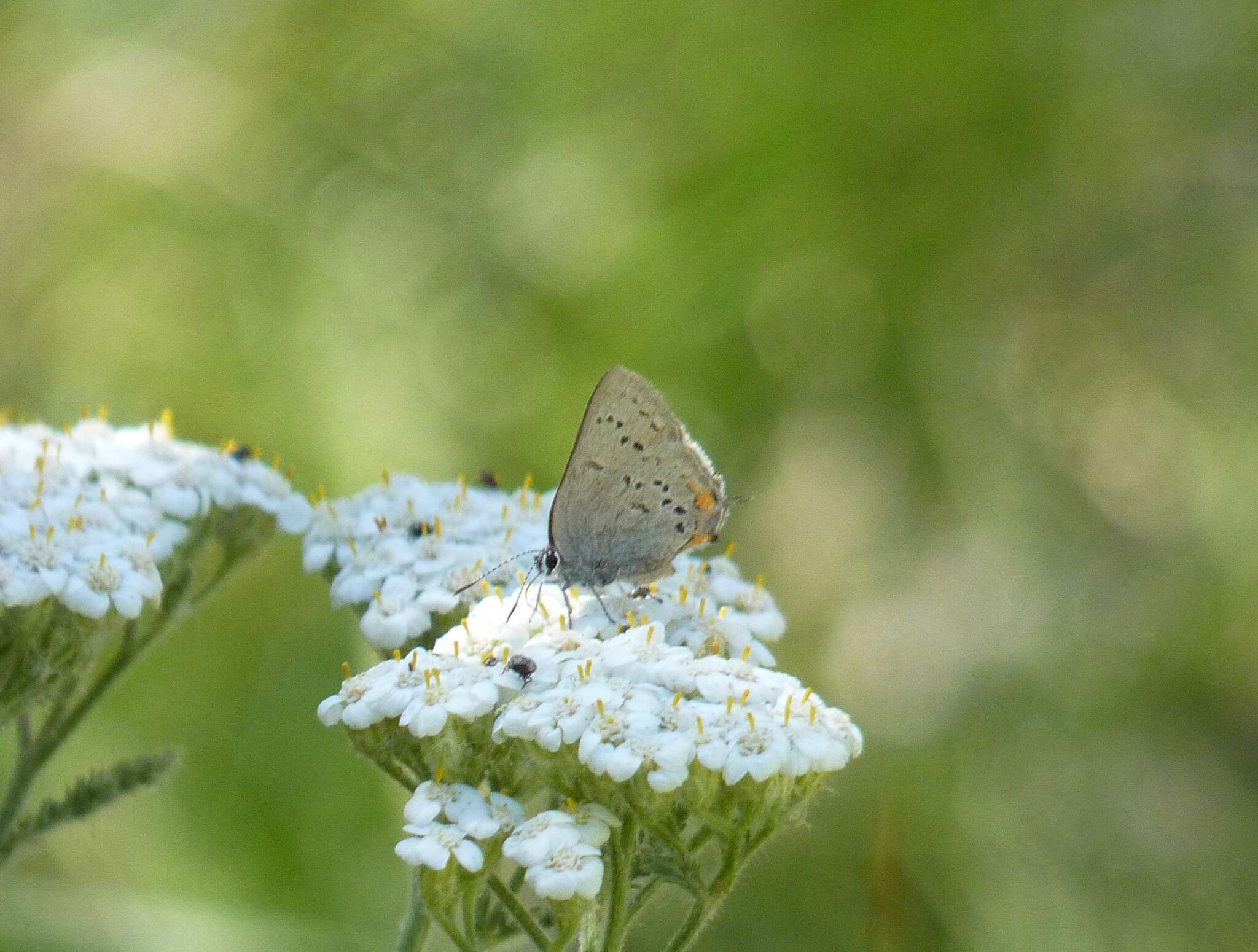 صورة Satyrium californica (Edwards 1862)