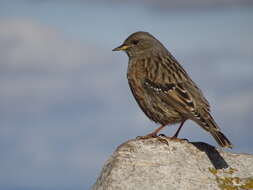 Image of Alpine Accentor