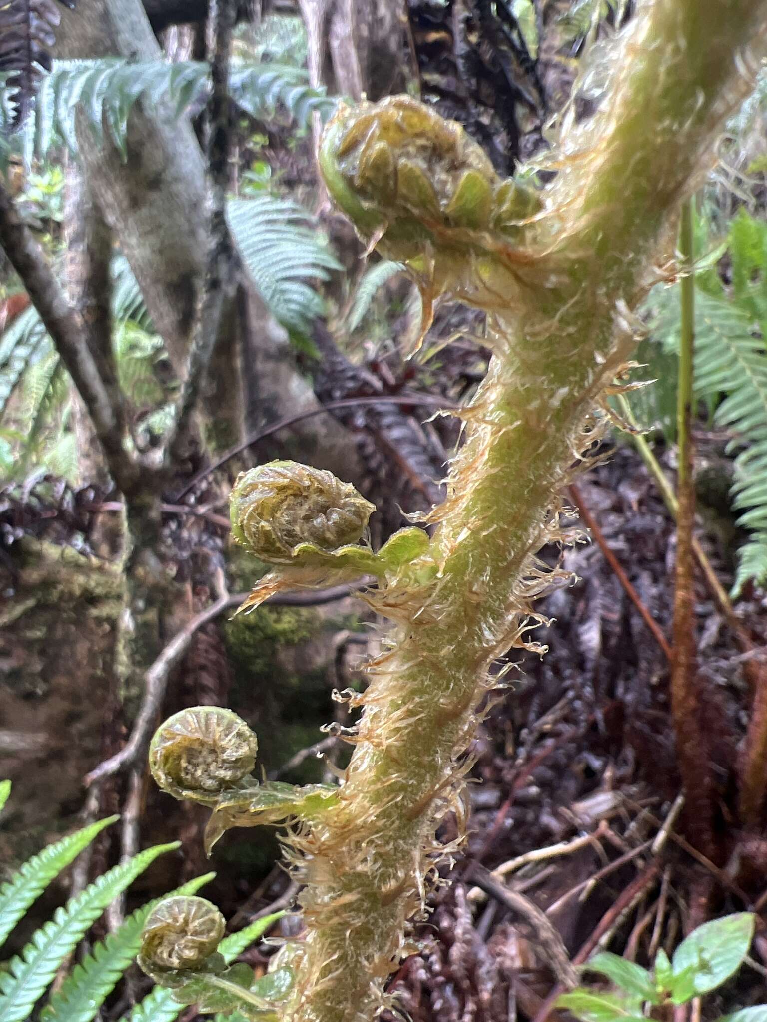 Image of Long-Leaf Plume Fern