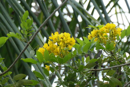 Image of limestone senna