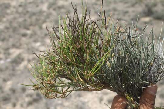 Image of Ephedra compacta Rose