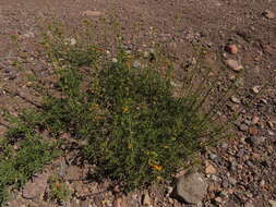 Image of Argylia potentillifolia DC.