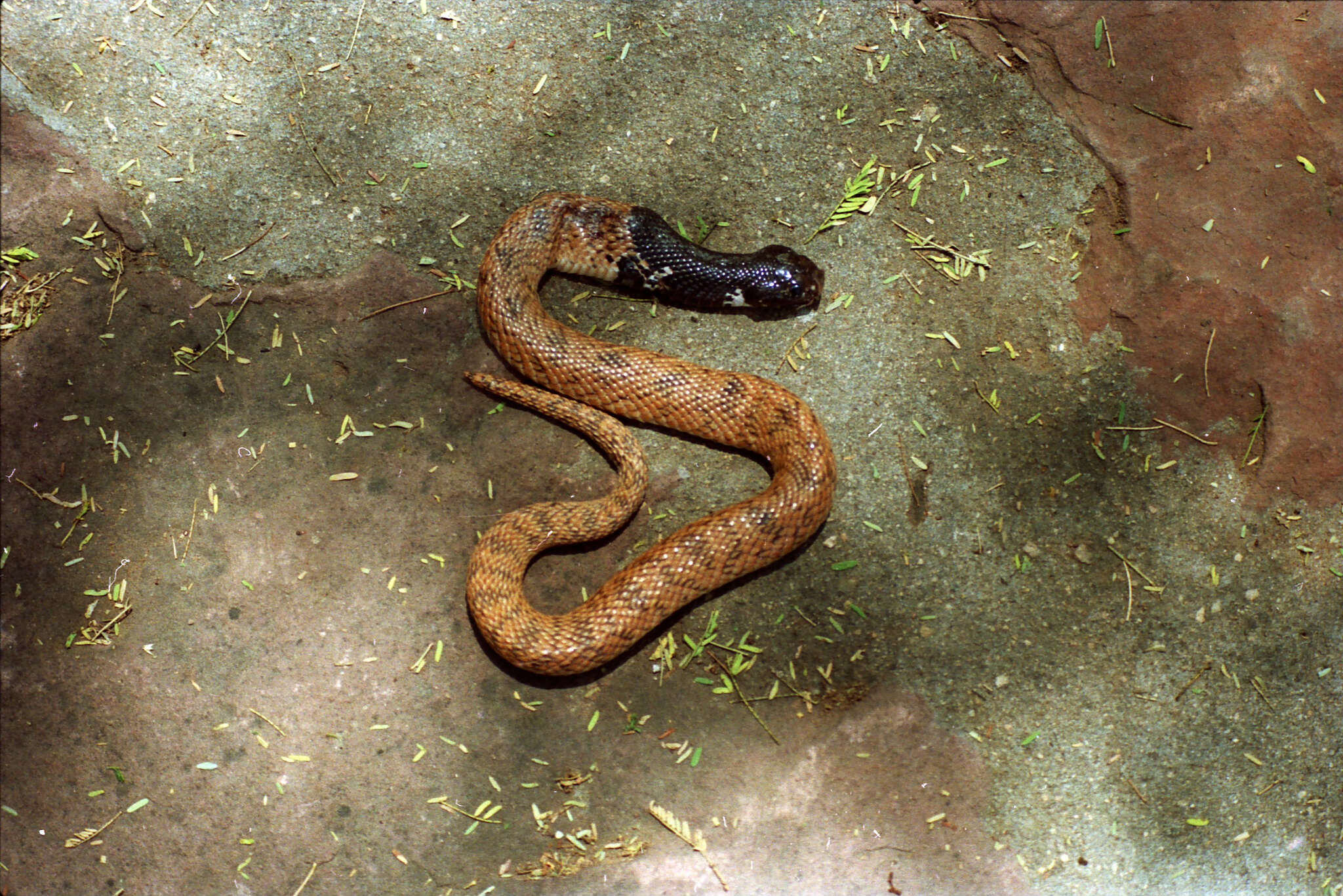 صورة Aspidelaps scutatus (A. Smith 1849)