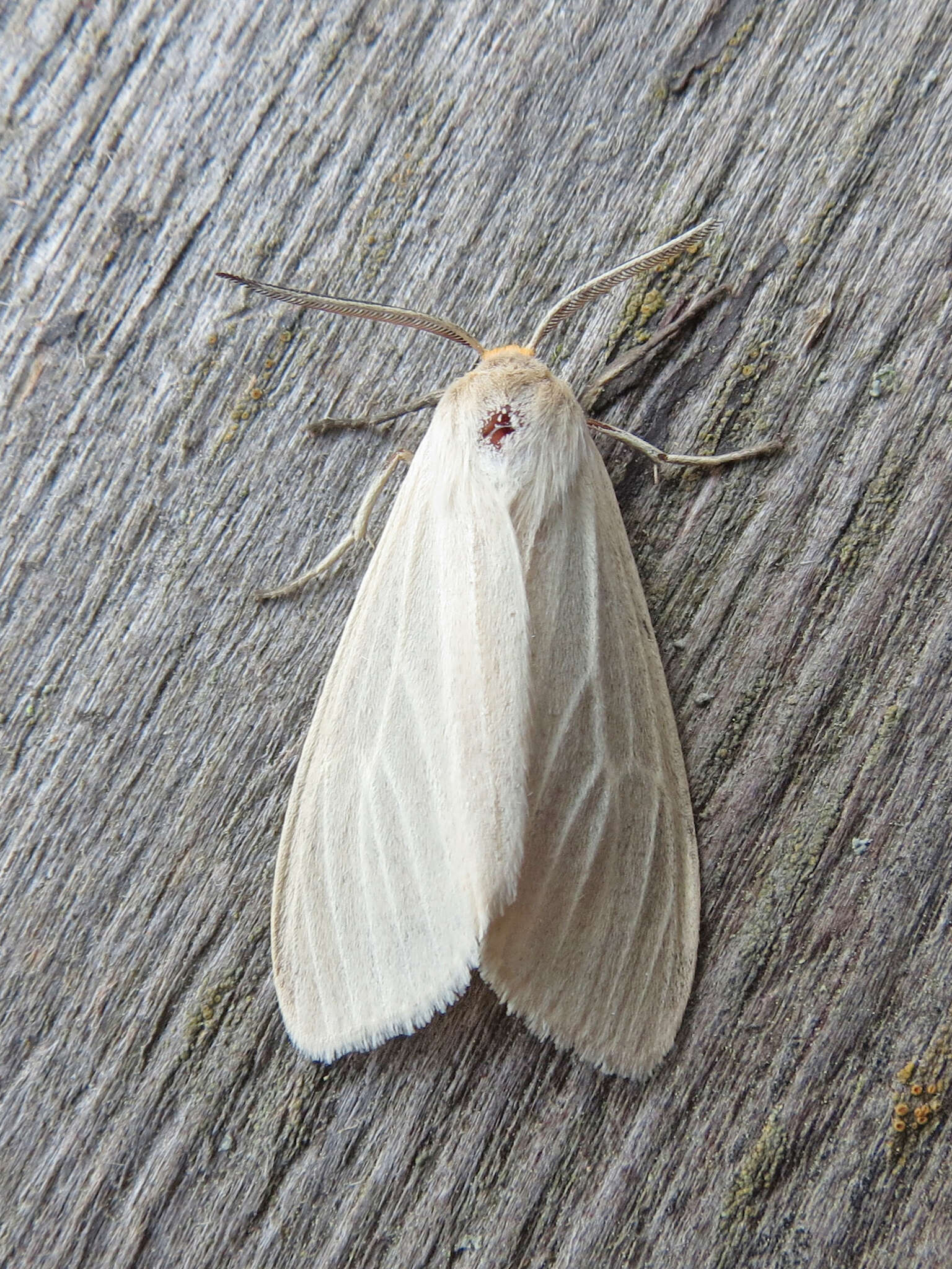 Image de Cycnia oregonensis Stretch 1874