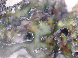 Image of Cetrariella commixta (Nyl.) A. Thell & Kärnefelt