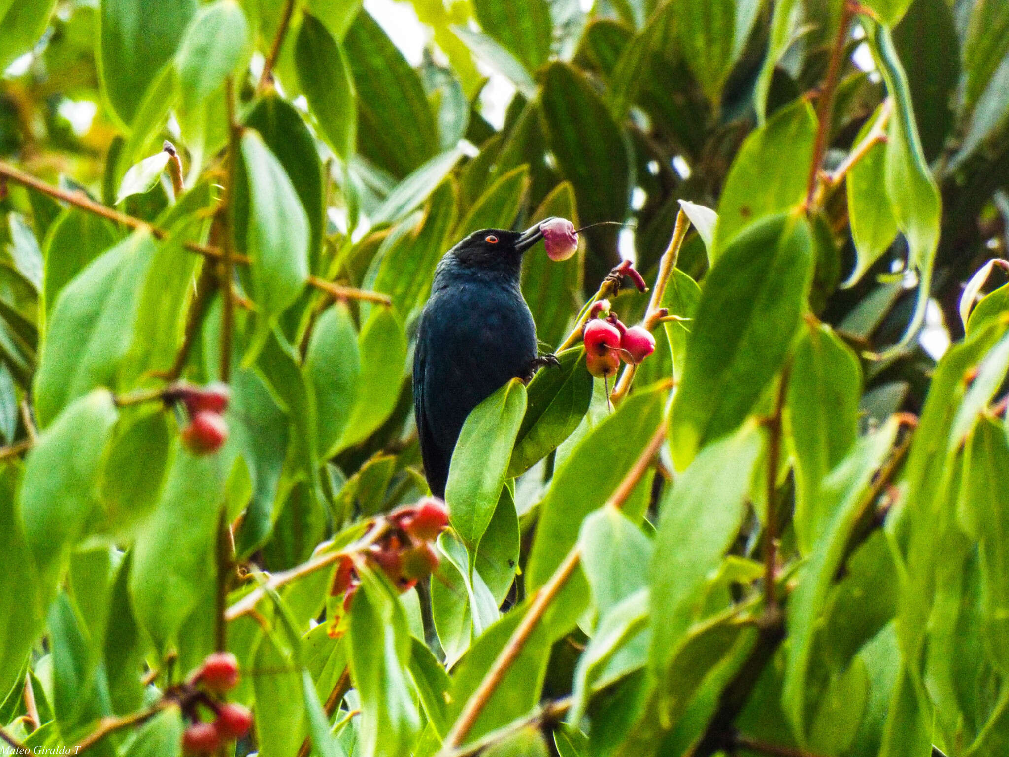 Image de Percefleur masqué