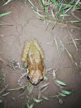 Sivun Trachycephalus cunauaru Gordo, Toledo, Suárez, Kawashita-Ribeiro, Ávila, Morais & Nunes 2013 kuva