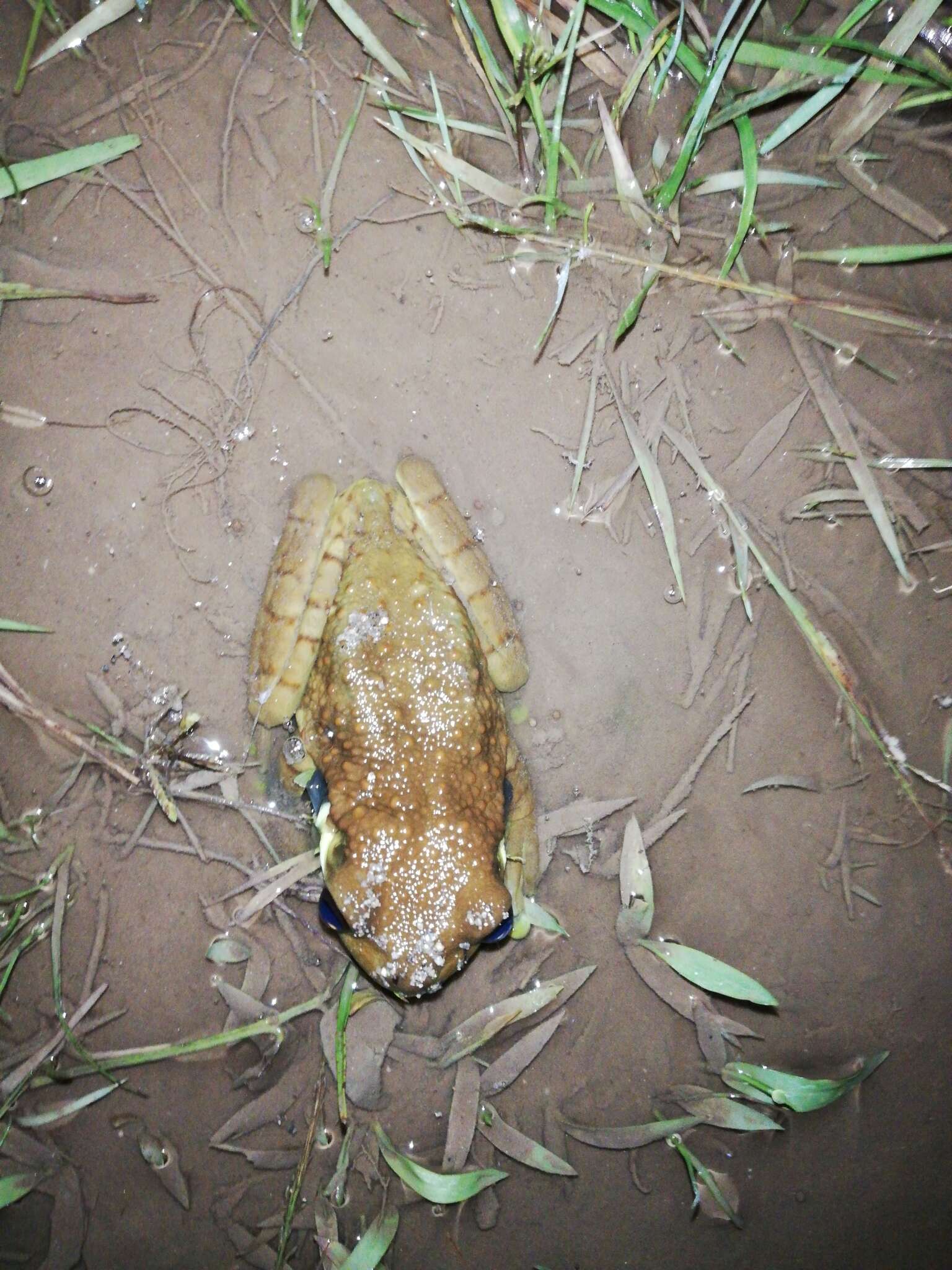 Imagem de Trachycephalus cunauaru Gordo, Toledo, Suárez, Kawashita-Ribeiro, Ávila, Morais & Nunes 2013