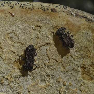 Image of Eastern Ironclad Beetle