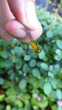 Image of Heteragrion breweri De Marmels 1989