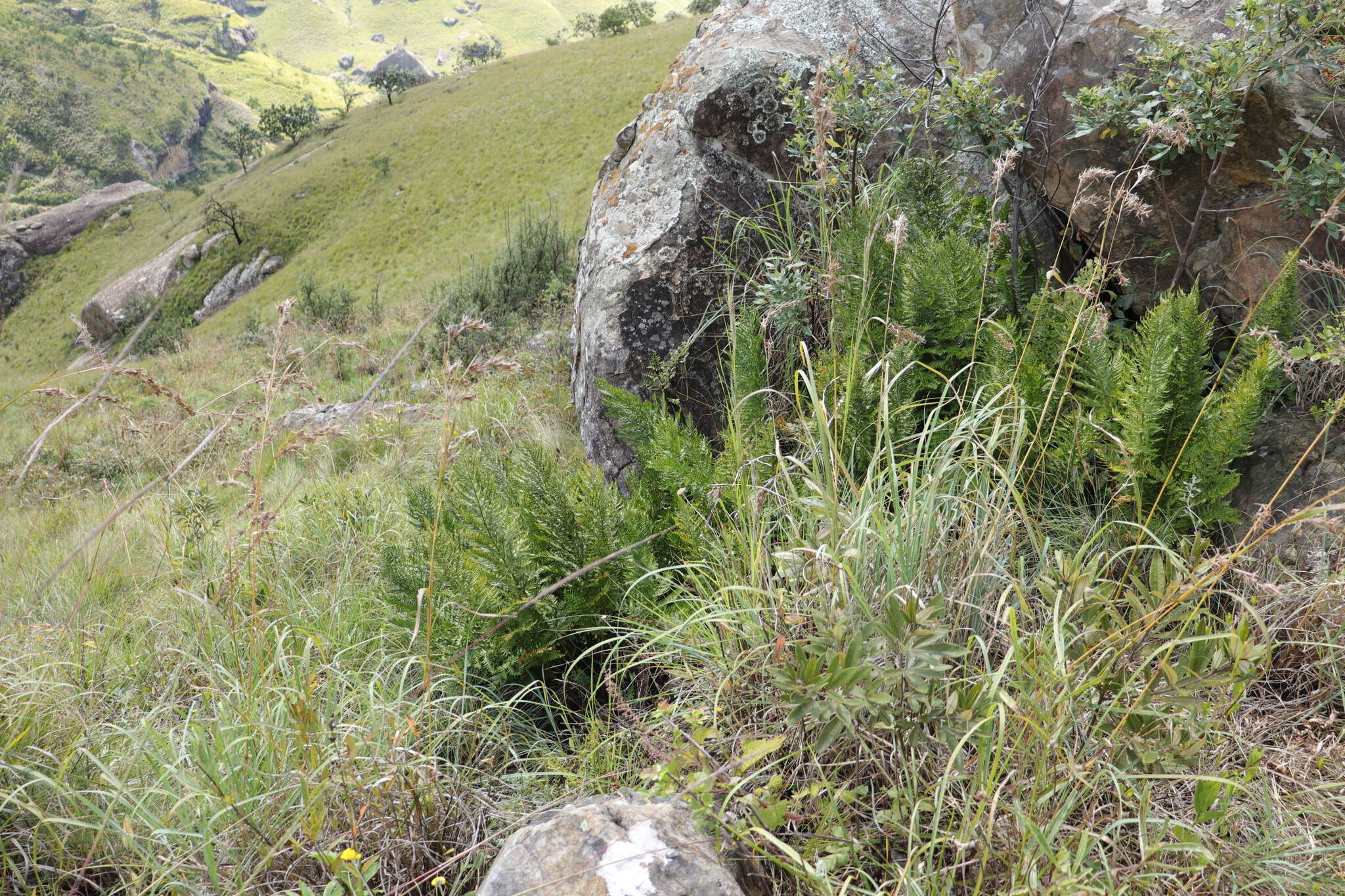 Image of Dryopteris athamantica (Kunze) O. Kuntze