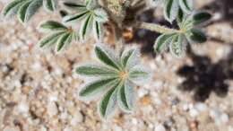 Image of purple desert lupine