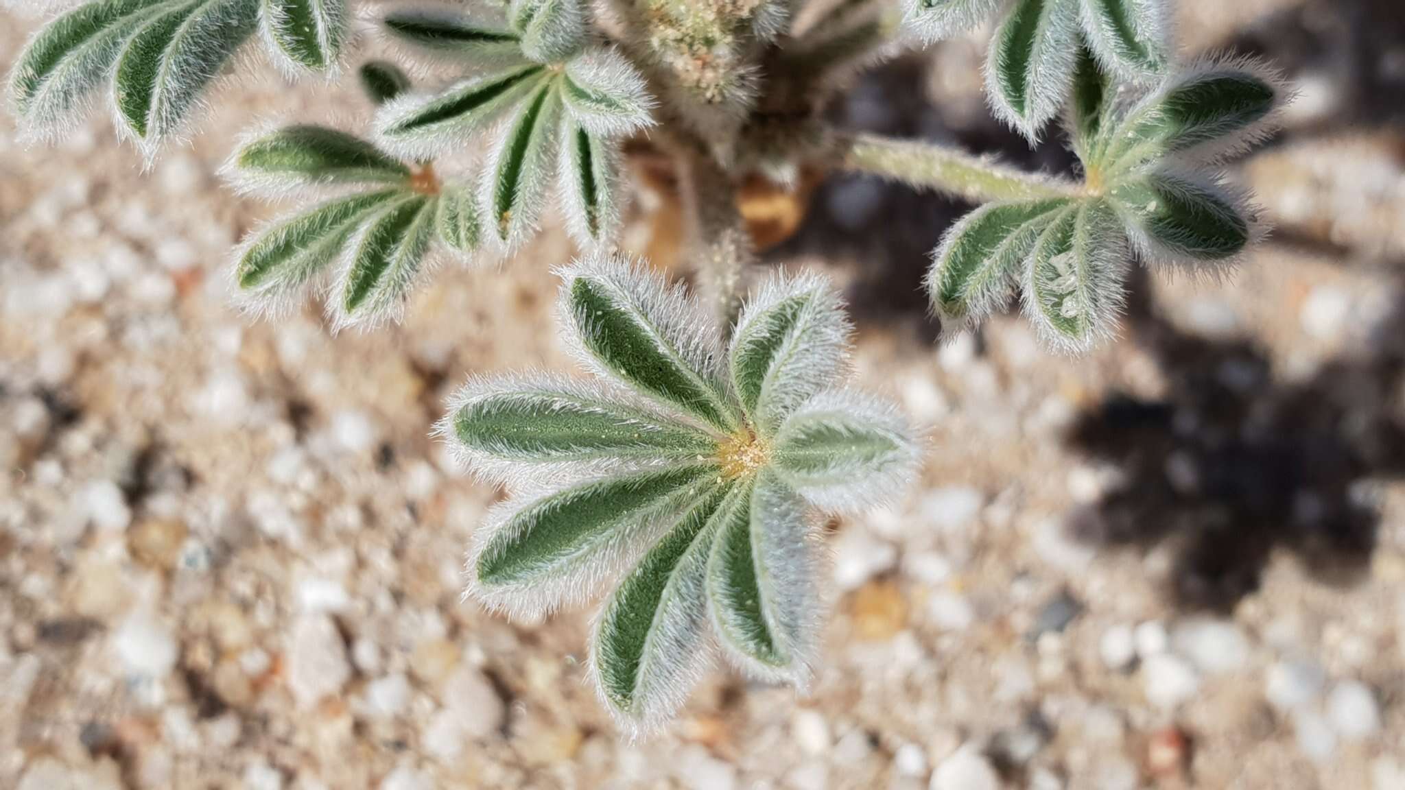 Image of purple desert lupine