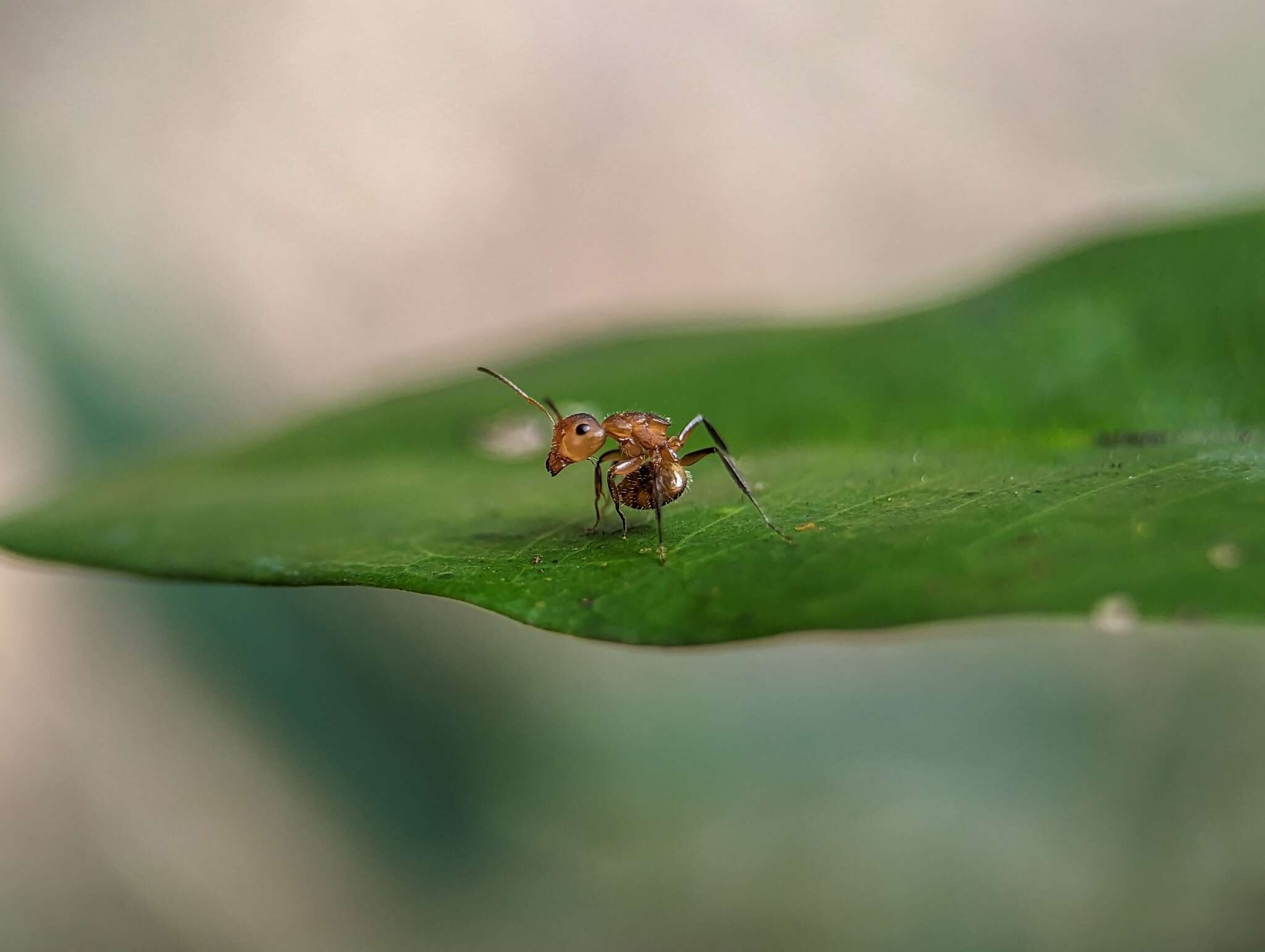 Imagem de Camponotus latangulus Roger 1863