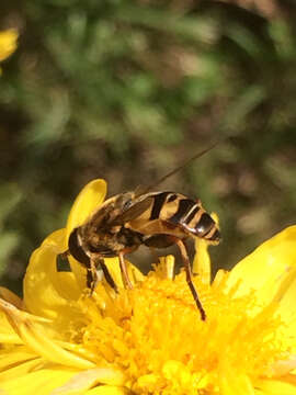 Image of Helophilus fasciatus Walker 1849