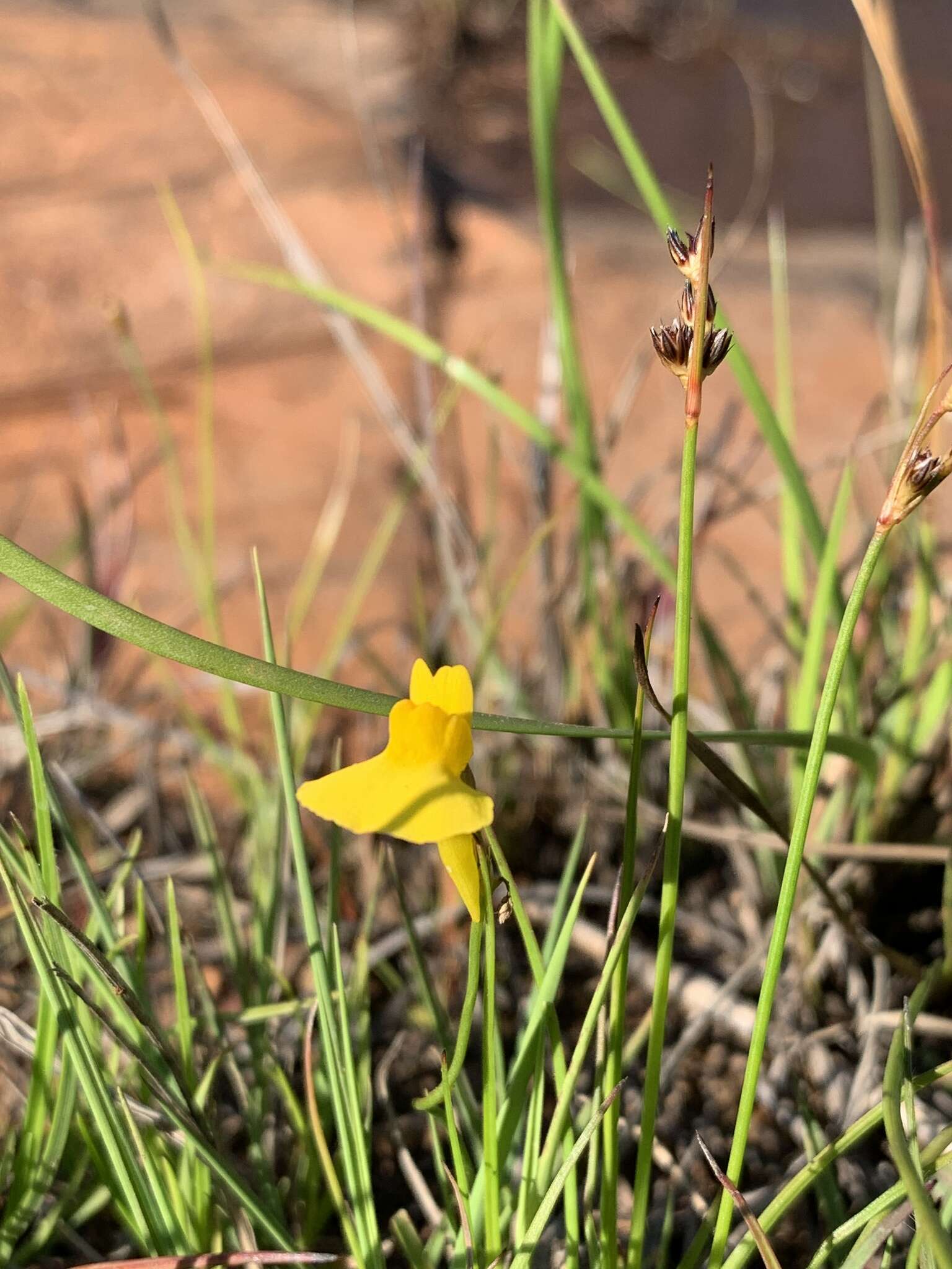 Image of Utricularia prehensilis E. Mey.