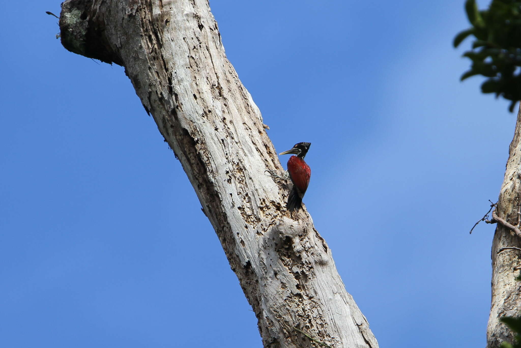 Image of Crimson-backed Flameback