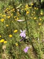 Image de Lobelia glandulosa Walter