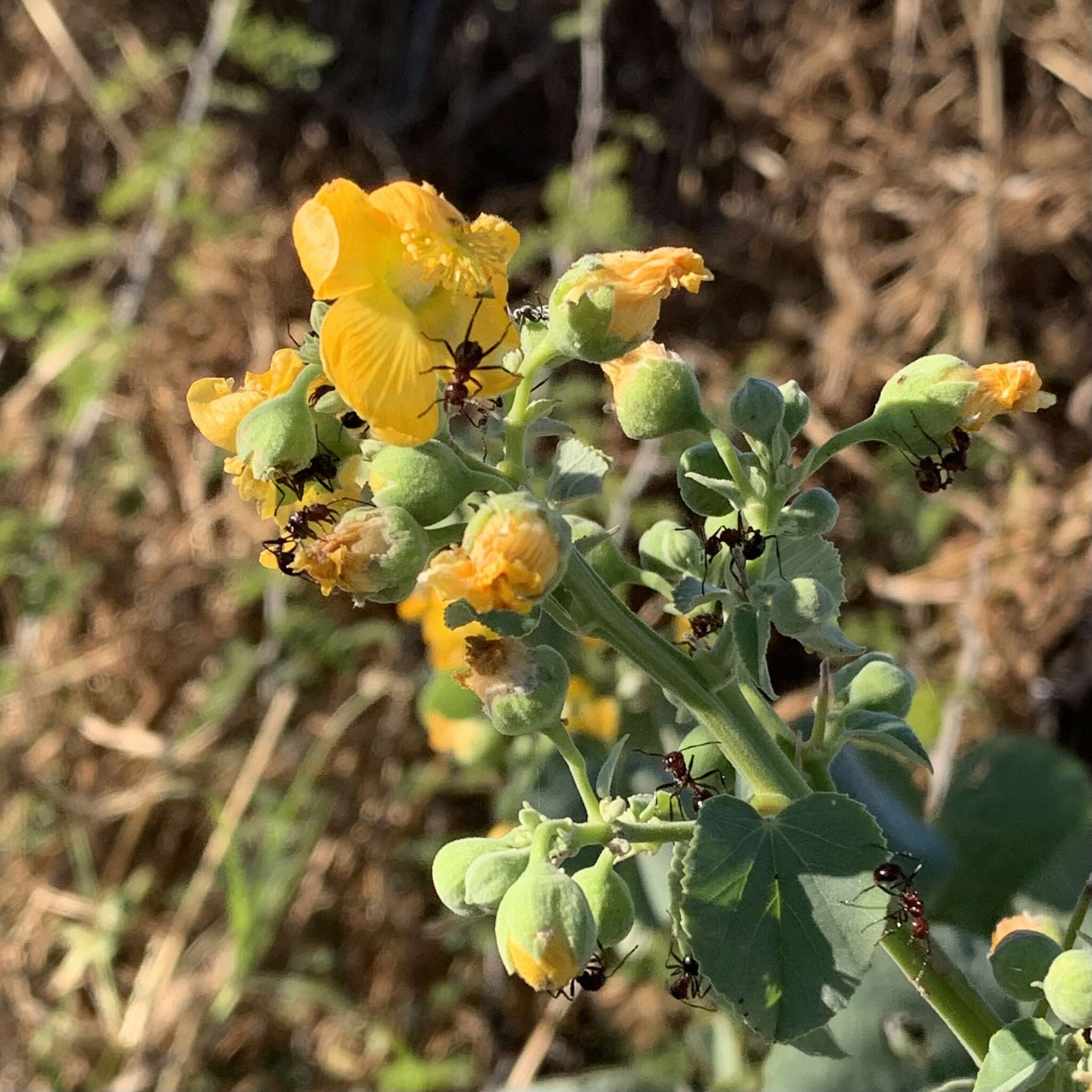 Image of Elephant's ear