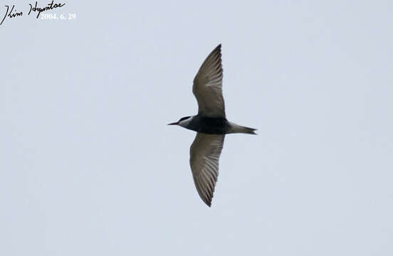 Image of Whiskered Tern