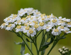 Image of Sneezeweed