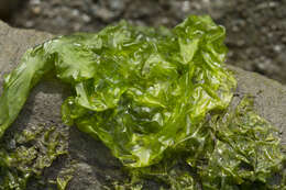 Image of Sea lettuce