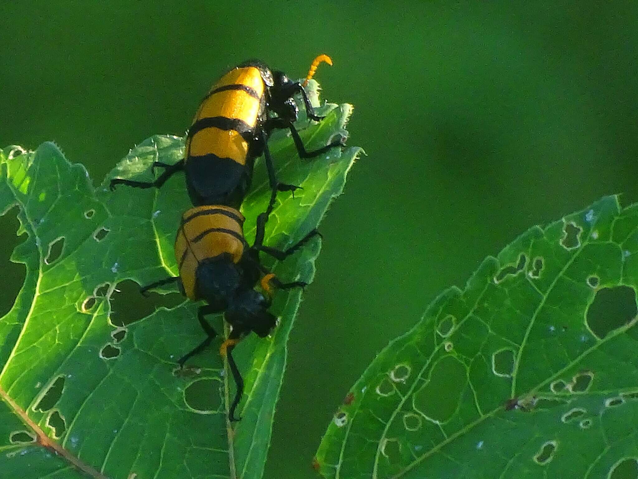 Image of <i>Hycleus trifasciatus</i>