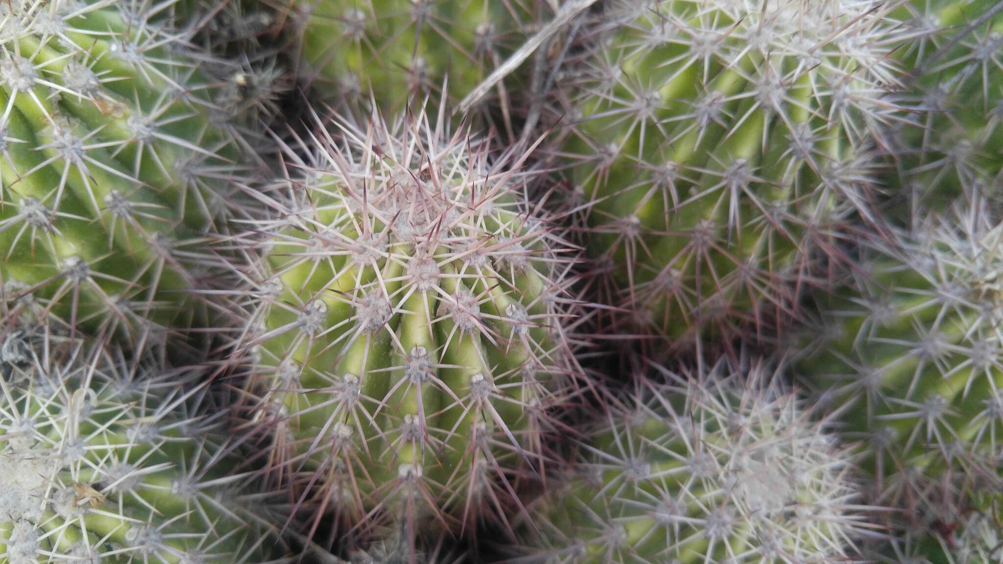 Image of Echinocereus pacificus (Engelm. ex Orcutt) Britton & Rose