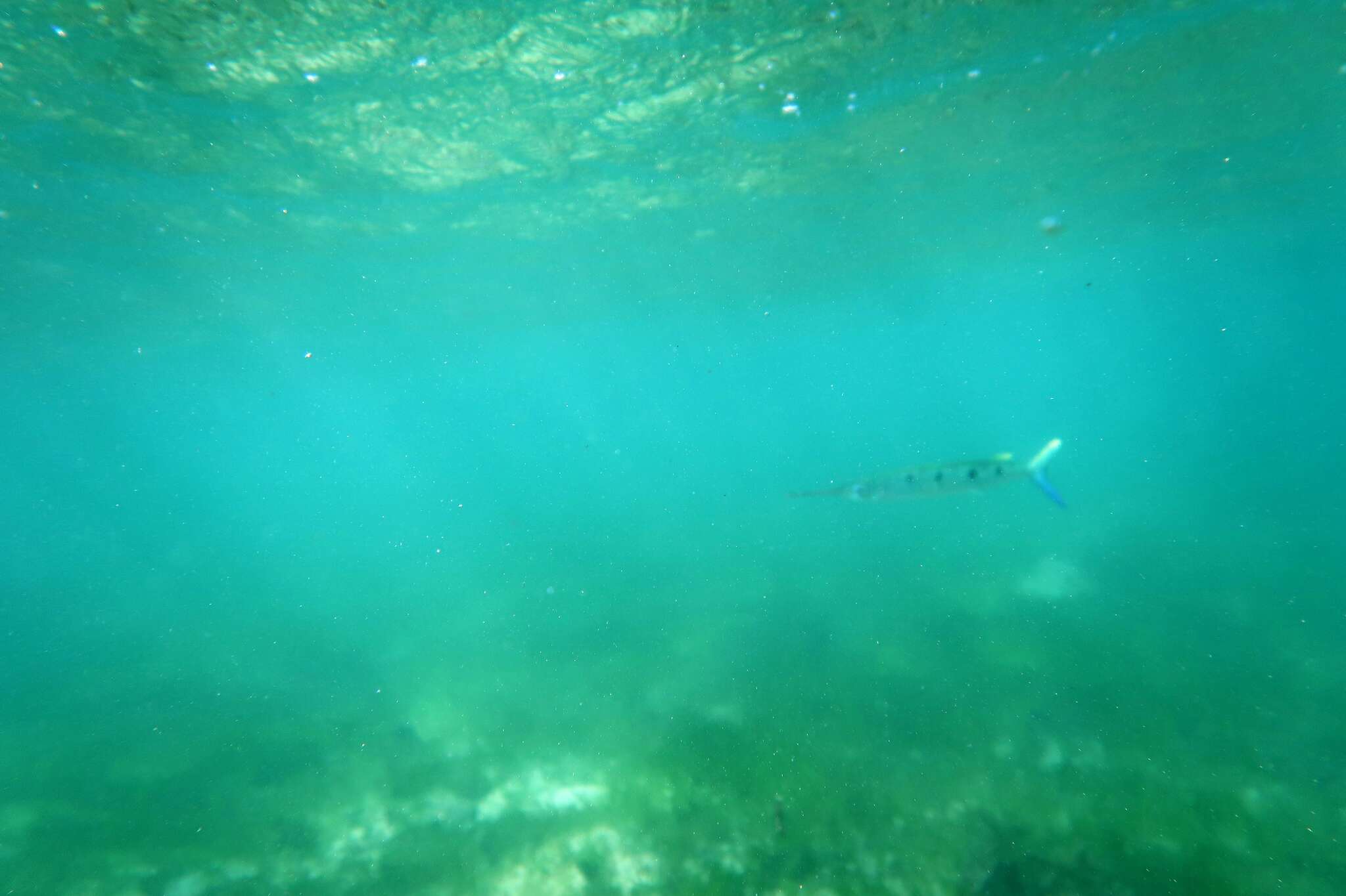 Image of Barred garfish