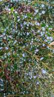 Image of Ligustrum morrisonense Kaneh. & Sasaki